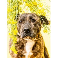 Gizzls Botanicals Anxiety Dog Treats